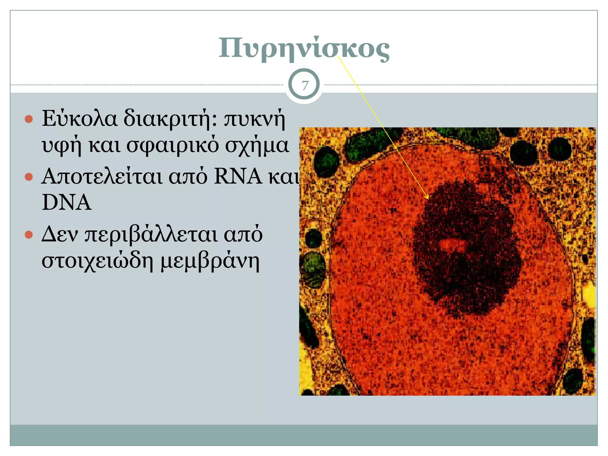 Πυρηνίσκος
7
● Εύκολα διακριτή: πυκνή
υφή και σφαιρικό σχήµα
● Αποτελείται από RNA και
DNA
● Δεν περιβάλλεται από
στοιχειώδη µεµβράνη
 