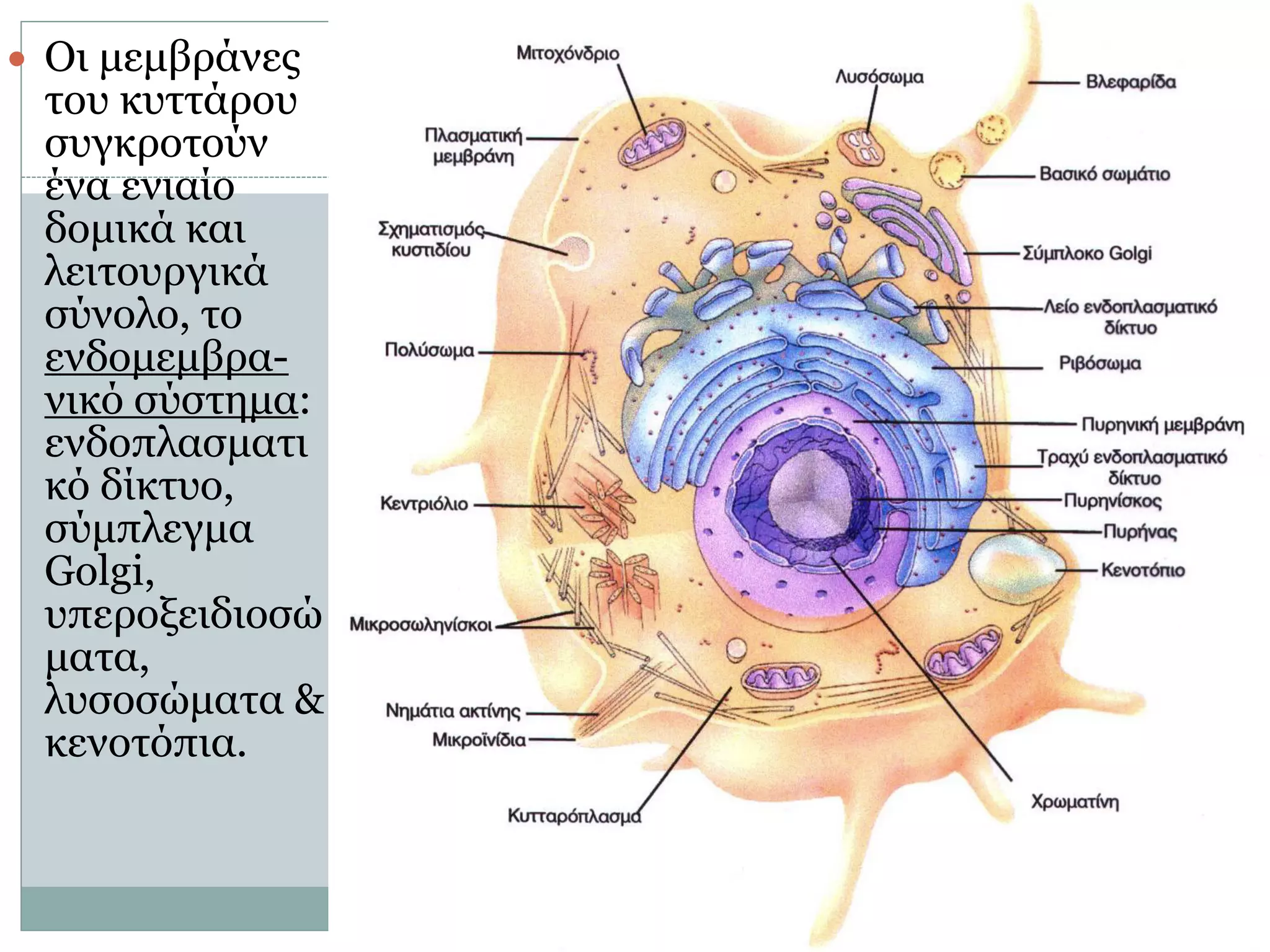 9
● Οι µεµβράνες
του κυττάρου
συγκροτούν
ένα ενιαίο
δοµικά και
λειτουργικά
σύνολο, το
ενδοµεµβρα-
νικό σύστηµα:
ενδοπλασµατι
κό δίκτυο,
σύµπλεγµα
Golgi,
υπεροξειδιοσώ
µατα,
λυσοσώµατα &
κενοτόπια.
 
