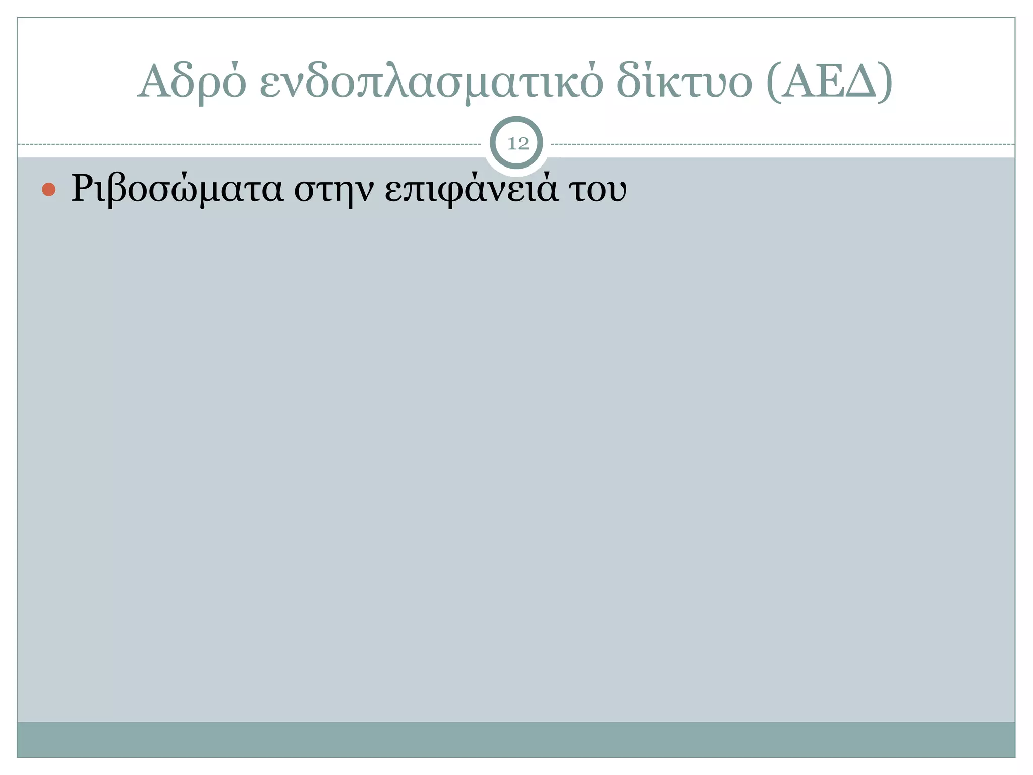 Αδρό ενδοπλασµατικό δίκτυο (ΑΕΔ)
12
● Ριβοσώµατα στην επιφάνειά του
 