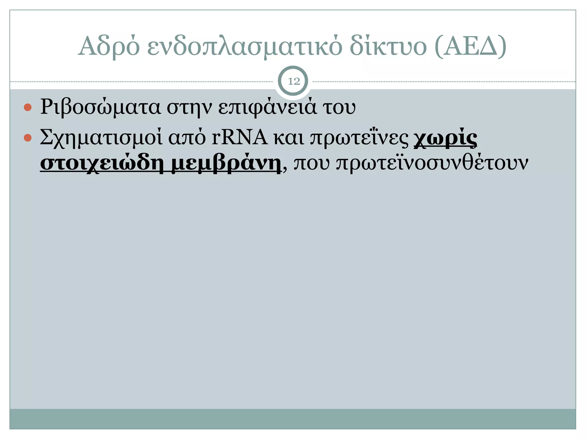 Αδρό ενδοπλασµατικό δίκτυο (ΑΕΔ)
12
● Ριβοσώµατα στην επιφάνειά του
● Σχηµατισµοί από rRNA και πρωτεΐνες χωρίς
στοιχειώδη µεµβράνη, που πρωτεϊνοσυνθέτουν
 