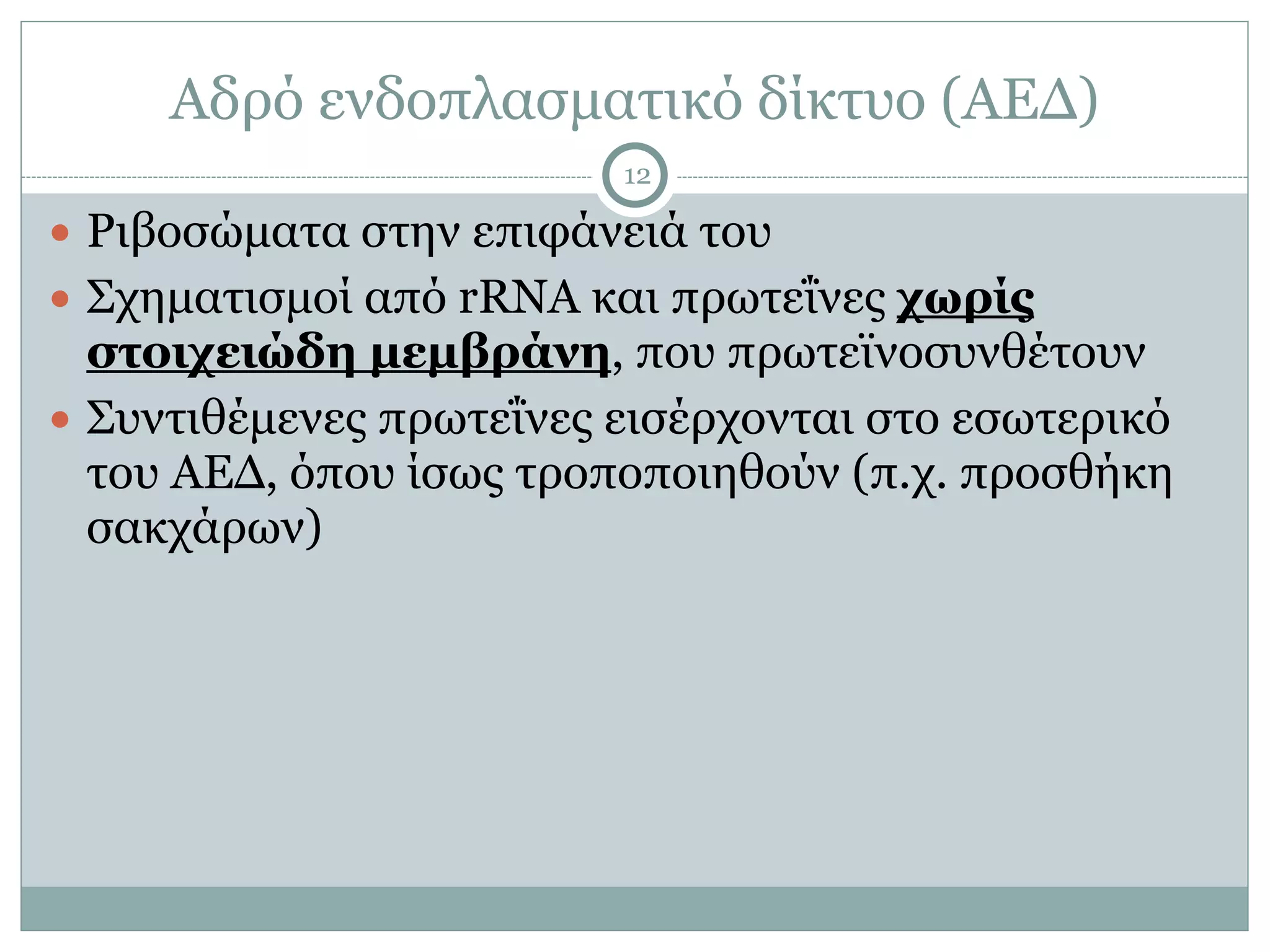 Αδρό ενδοπλασµατικό δίκτυο (ΑΕΔ)
12
● Ριβοσώµατα στην επιφάνειά του
● Σχηµατισµοί από rRNA και πρωτεΐνες χωρίς
στοιχειώδη µεµβράνη, που πρωτεϊνοσυνθέτουν
● Συντιθέµενες πρωτεΐνες εισέρχονται στο εσωτερικό
του ΑΕΔ, όπου ίσως τροποποιηθούν (π.χ. προσθήκη
σακχάρων)
 