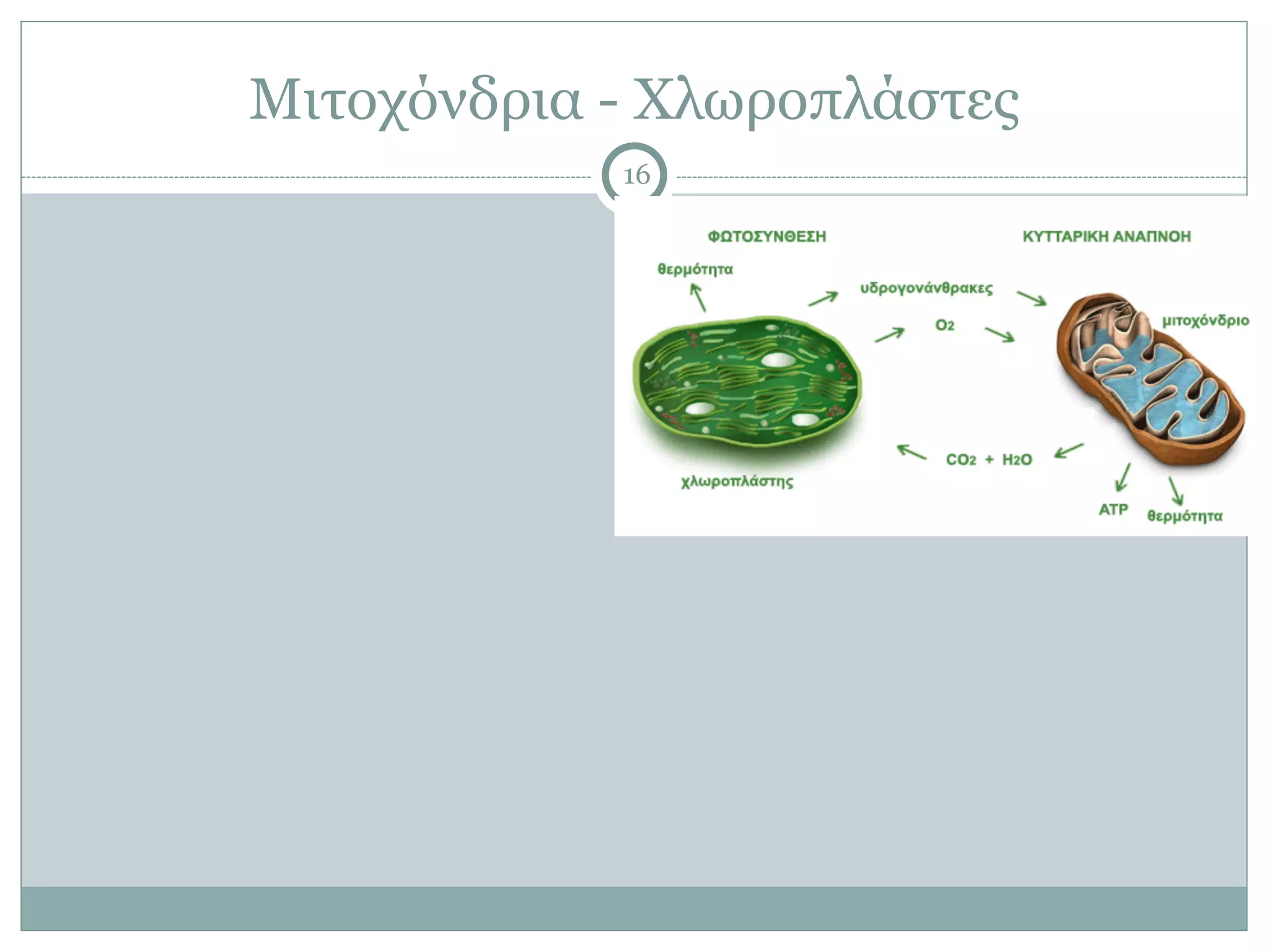 Μιτοχόνδρια - Χλωροπλάστες
16
 