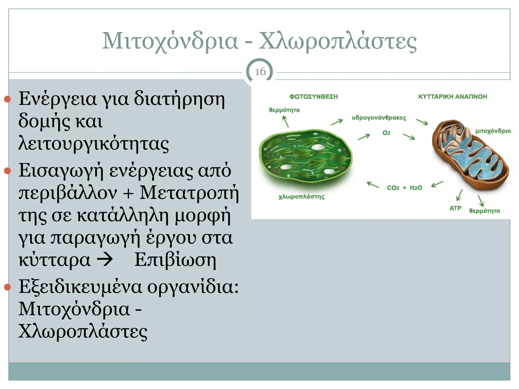 Μιτοχόνδρια - Χλωροπλάστες
16
● Ενέργεια για διατήρηση
δοµής και
λειτουργικότητας
● Εισαγωγή ενέργειας από
περιβάλλον + Μετατροπή
της σε κατάλληλη µορφή
για παραγωγή έργου στα
κύτταρα ! Επιβίωση
● Εξειδικευµένα οργανίδια:
Μιτοχόνδρια -
Χλωροπλάστες
 