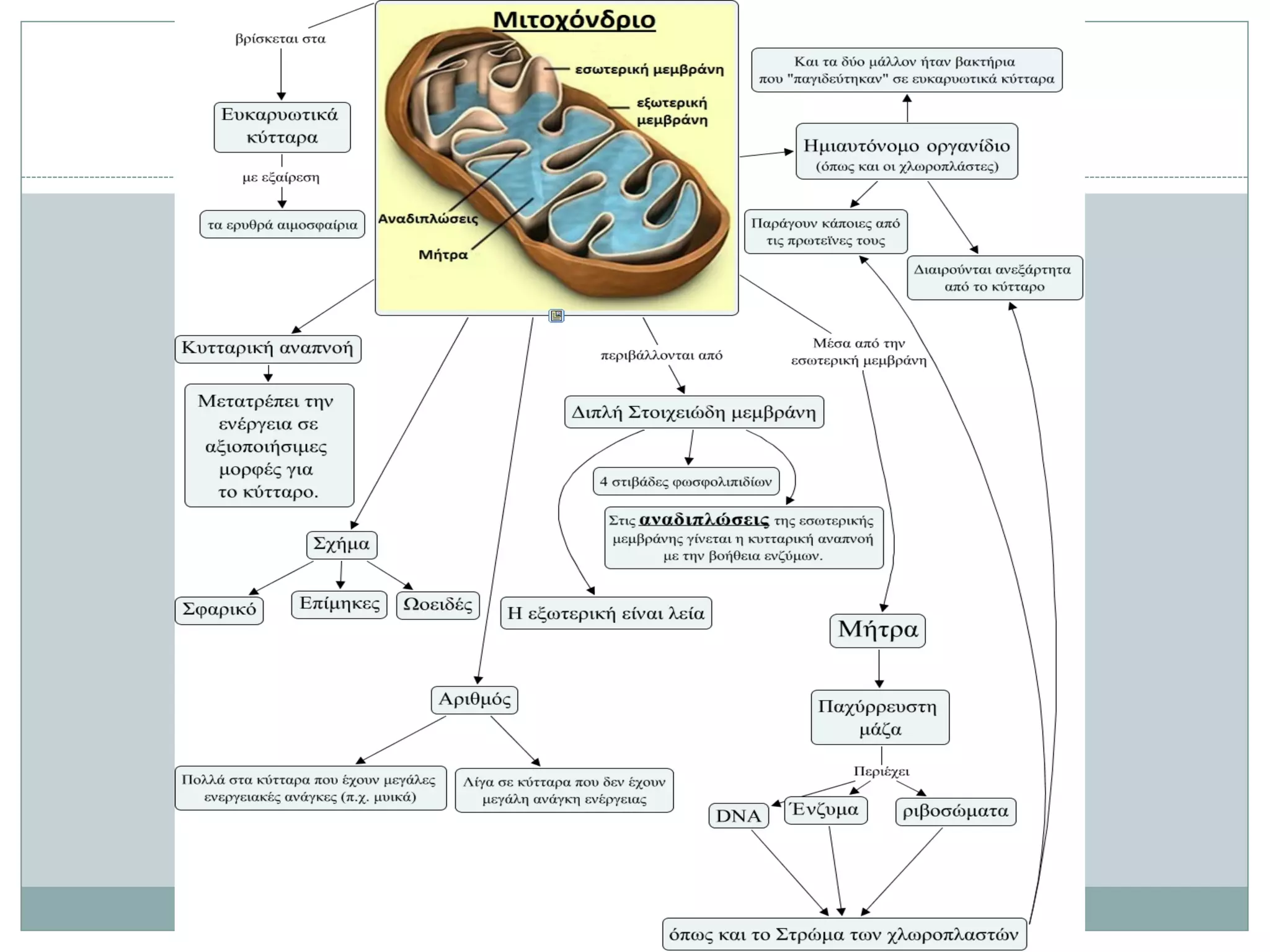 Μιτοχόνδρια
17
 