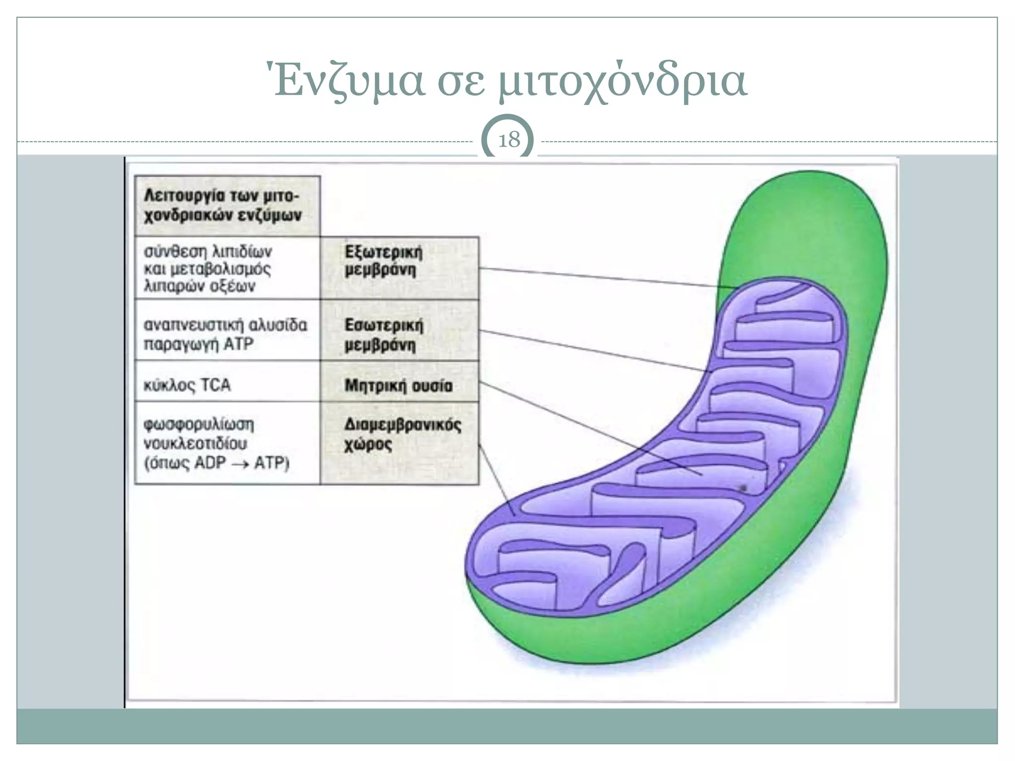 Ένζυµα σε µιτοχόνδρια
18
 
