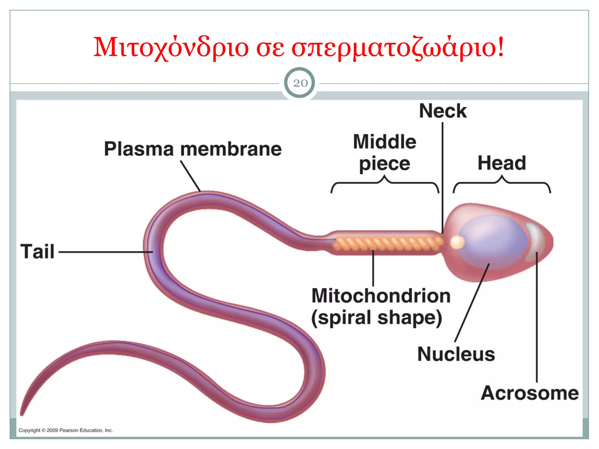 Μιτοχόνδριο σε σπερµατοζωάριο!
20
 