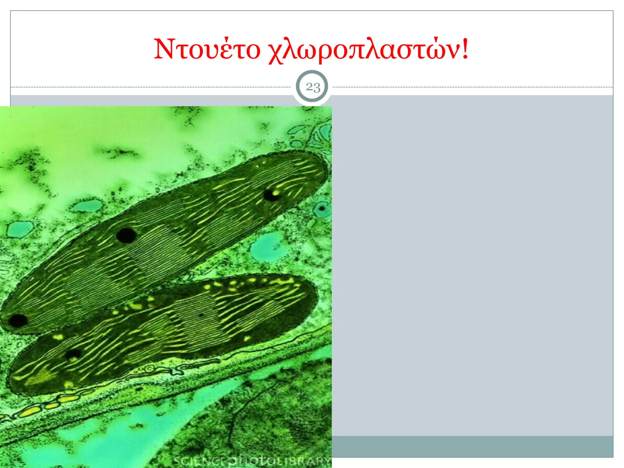 Ντουέτο χλωροπλαστών!
23
 