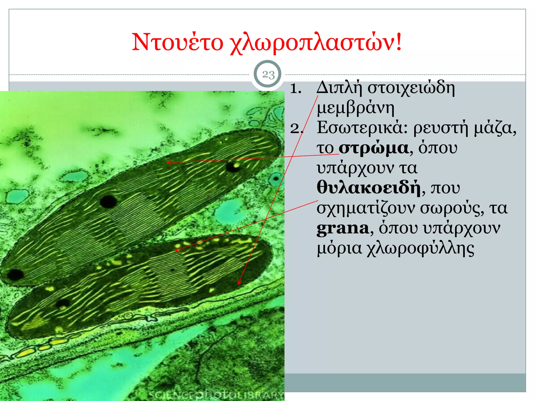 Ντουέτο χλωροπλαστών!
23
1. Διπλή στοιχειώδη
µεµβράνη
2. Εσωτερικά: ρευστή µάζα,
το στρώµα, όπου
υπάρχουν τα
θυλακοειδή, που
σχηµατίζουν σωρούς, τα
grana, όπου υπάρχουν
µόρια χλωροφύλλης
 