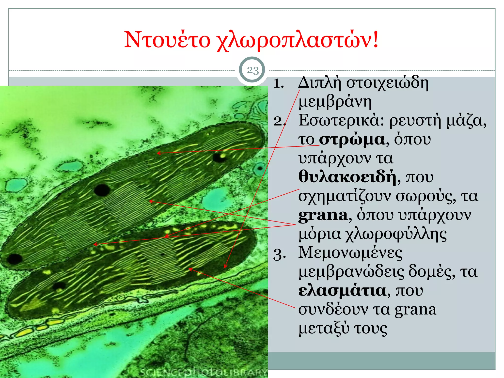 Ντουέτο χλωροπλαστών!
23
1. Διπλή στοιχειώδη
µεµβράνη
2. Εσωτερικά: ρευστή µάζα,
το στρώµα, όπου
υπάρχουν τα
θυλακοειδή, που
σχηµατίζουν σωρούς, τα
grana, όπου υπάρχουν
µόρια χλωροφύλλης
3. Μεµονωµένες
µεµβρανώδεις δοµές, τα
ελασµάτια, που
συνδέουν τα grana
µεταξύ τους
 