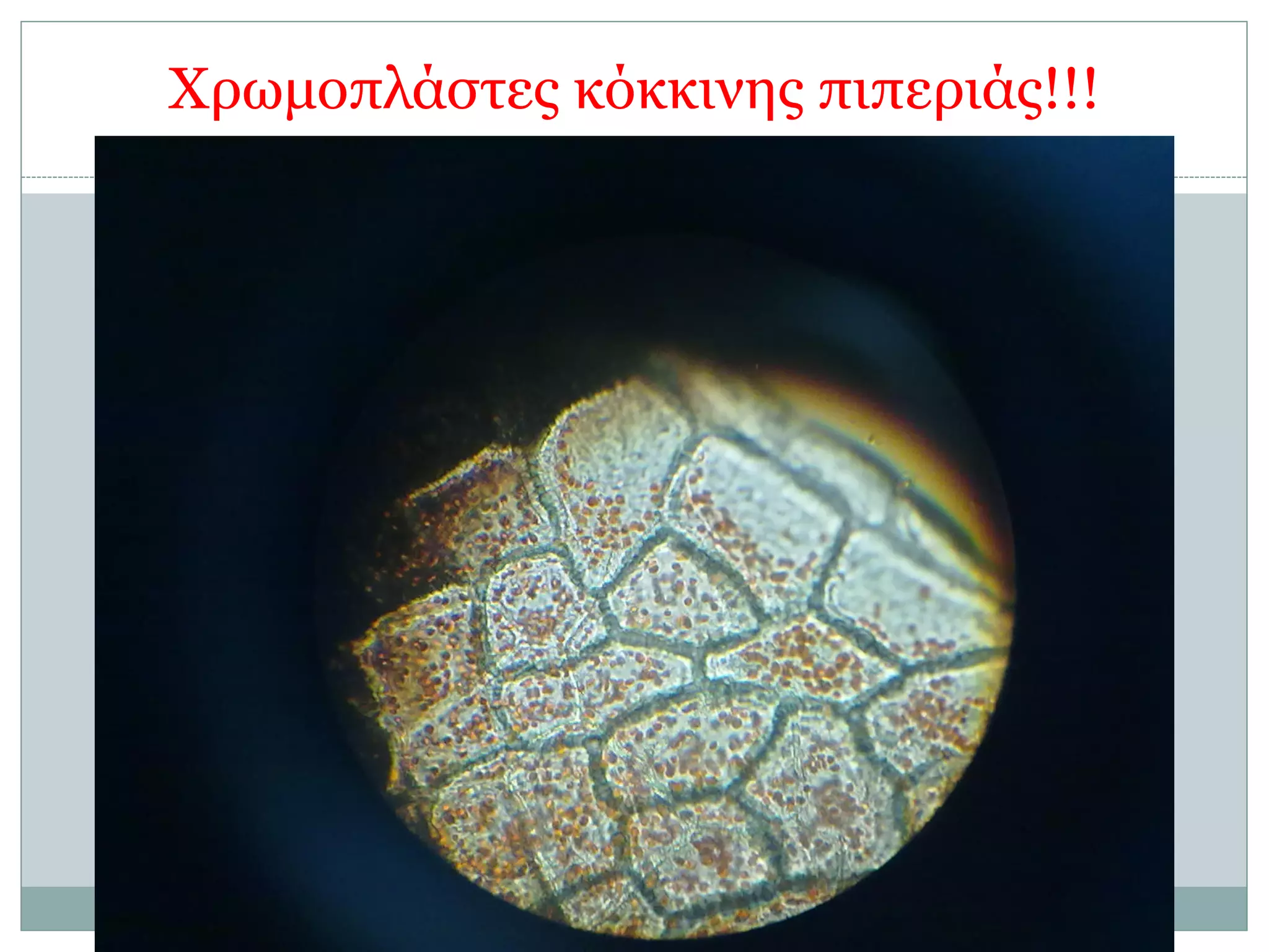 Χρωµοπλάστες κόκκινης πιπεριάς!!!
27
 