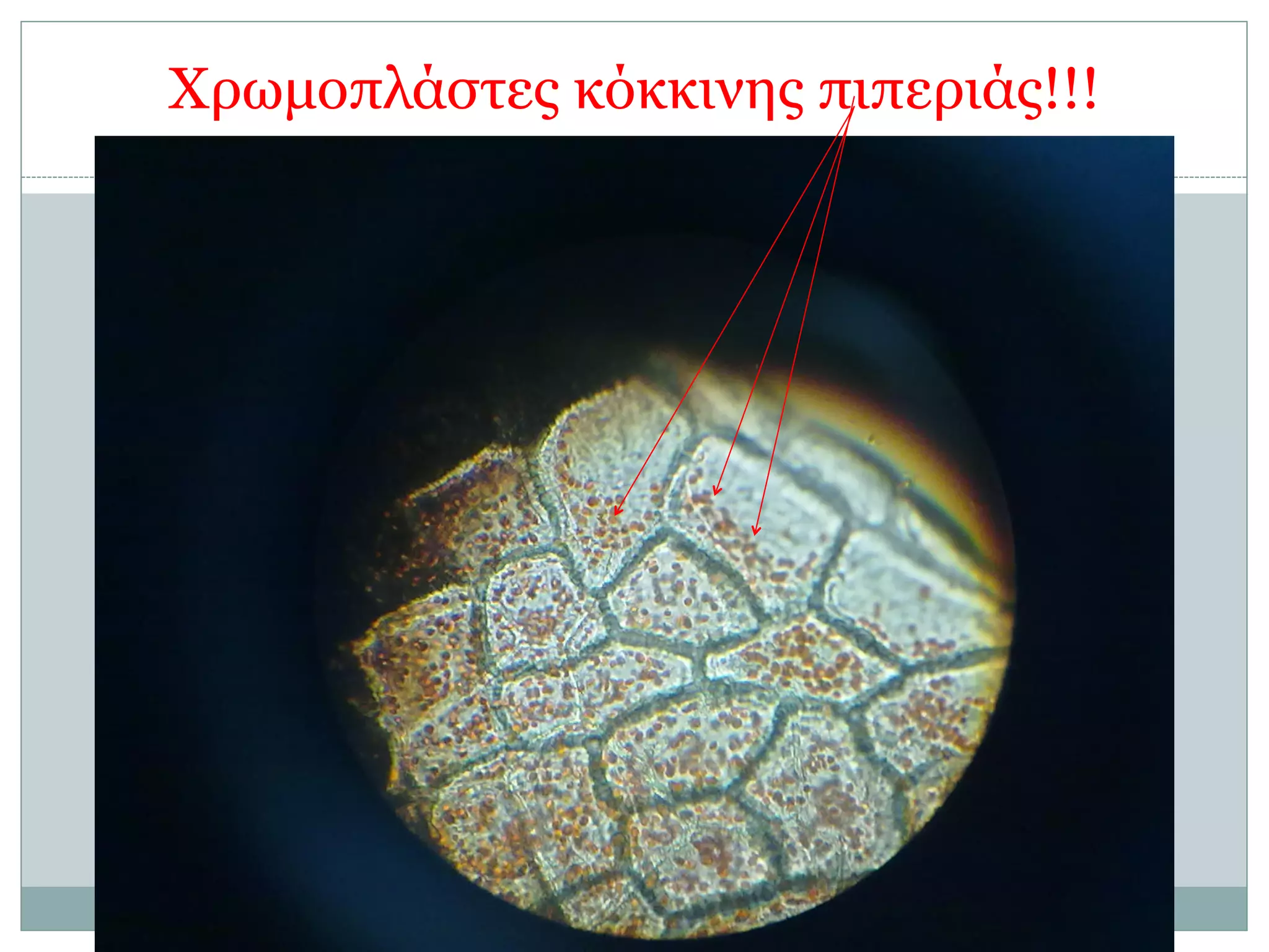 Χρωµοπλάστες κόκκινης πιπεριάς!!!
27
 