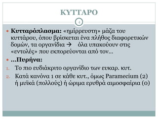 ΚΥΤΤΑΡΟ
4
● Κυτταρόπλασµα: «ηµίρρευστη» µάζα του
κυττάρου, όπου βρίσκεται ένα πλήθος διαφορετικών
δοµών, τα οργανίδια ! όλα υπακούουν στις
«εντολές» που εκπορεύονται από τον…
● …Πυρήνα:
1. Το πιο ευδιάκριτο οργανίδιο των ευκαρ. κυτ.
2. Κατά κανόνα 1 σε κάθε κυτ., όµως Paramecium (2)
ή µυϊκά (πολλούς) ή ώριµα ερυθρά αιµοσφαίρια (0)
 