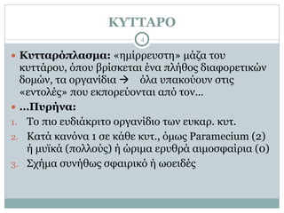 ΚΥΤΤΑΡΟ
4
● Κυτταρόπλασµα: «ηµίρρευστη» µάζα του
κυττάρου, όπου βρίσκεται ένα πλήθος διαφορετικών
δοµών, τα οργανίδια ! όλα υπακούουν στις
«εντολές» που εκπορεύονται από τον…
● …Πυρήνα:
1. Το πιο ευδιάκριτο οργανίδιο των ευκαρ. κυτ.
2. Κατά κανόνα 1 σε κάθε κυτ., όµως Paramecium (2)
ή µυϊκά (πολλούς) ή ώριµα ερυθρά αιµοσφαίρια (0)
3. Σχήµα συνήθως σφαιρικό ή ωοειδές
 