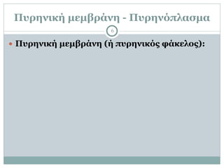 Πυρηνική µεµβράνη - Πυρηνόπλασµα
6
● Πυρηνική µεµβράνη (ή πυρηνικός φάκελος):
 