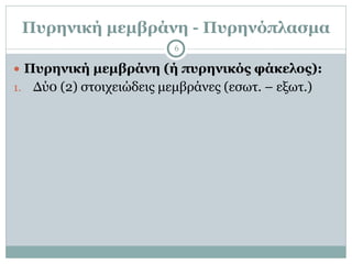 Πυρηνική µεµβράνη - Πυρηνόπλασµα
6
● Πυρηνική µεµβράνη (ή πυρηνικός φάκελος):
1. Δύ0 (2) στοιχειώδεις µεµβράνες (εσωτ. – εξωτ.)
 