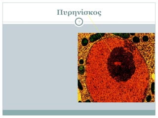 Πυρηνίσκος
7
 