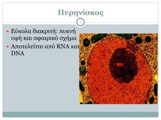 Πυρηνίσκος
7
● Εύκολα διακριτή: πυκνή
υφή και σφαιρικό σχήµα
● Αποτελείται από RNA και
DNA
 
