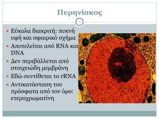 Πυρηνίσκος
7
● Εύκολα διακριτή: πυκνή
υφή και σφαιρικό σχήµα
● Αποτελείται από RNA και
DNA
● Δεν περιβάλλεται από
στοιχειώδη µεµβράνη
● Εδώ συντίθεται το rRNA
● Αντικατάσταση του
πρόσφατα από τον όρο:
ετεροχρωµατίνη
 