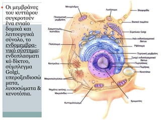 9
● Οι µεµβράνες
του κυττάρου
συγκροτούν
ένα ενιαίο
δοµικά και
λειτουργικά
σύνολο, το
ενδοµεµβρα-
νικό σύστηµα:
ενδοπλασµατι
κό δίκτυο,
σύµπλεγµα
Golgi,
υπεροξειδιοσώ
µατα,
λυσοσώµατα &
κενοτόπια.
 
