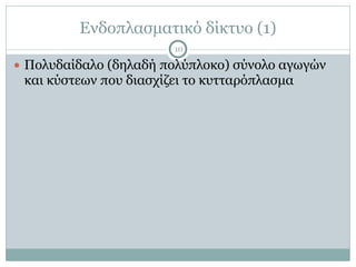 Ενδοπλασµατικό δίκτυο (1)
10
● Πολυδαίδαλο (δηλαδή πολύπλοκο) σύνολο αγωγών
και κύστεων που διασχίζει το κυτταρόπλασµα
 