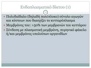 Ενδοπλασµατικό δίκτυο (1)
10
● Πολυδαίδαλο (δηλαδή πολύπλοκο) σύνολο αγωγών
και κύστεων που διασχίζει το κυτταρόπλασµα
● Μεµβράνες του: >50% των µεµβρανών του κυττάρου
● Σύνδεση µε πλασµατική µεµβράνη, πυρηνικό φάκελο
ή/και µεµβράνες υπολοίπων οργανιδίων
 