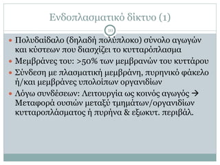 Ενδοπλασµατικό δίκτυο (1)
10
● Πολυδαίδαλο (δηλαδή πολύπλοκο) σύνολο αγωγών
και κύστεων που διασχίζει το κυτταρόπλασµα
● Μεµβράνες του: >50% των µεµβρανών του κυττάρου
● Σύνδεση µε πλασµατική µεµβράνη, πυρηνικό φάκελο
ή/και µεµβράνες υπολοίπων οργανιδίων
● Λόγω συνδέσεων: Λειτουργία ως κοινός αγωγός !
Μεταφορά ουσιών µεταξύ τµηµάτων/οργανιδίων
κυτταροπλάσµατος ή πυρήνα & εξωκυτ. περιβάλ.
 