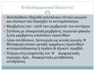 Ενδοπλασµατικό δίκτυο (1)
10
● Πολυδαίδαλο (δηλαδή πολύπλοκο) σύνολο αγωγών
και κύστεων που διασχίζει το κυτταρόπλασµα
● Μεµβράνες του: >50% των µεµβρανών του κυττάρου
● Σύνδεση µε πλασµατική µεµβράνη, πυρηνικό φάκελο
ή/και µεµβράνες υπολοίπων οργανιδίων
● Λόγω συνδέσεων: Λειτουργία ως κοινός αγωγός !
Μεταφορά ουσιών µεταξύ τµηµάτων/οργανιδίων
κυτταροπλάσµατος ή πυρήνα & εξωκυτ. περιβάλ.
● Ένζυµα στις επιφάνειές του ! Διαφορετικές
περιοχές, άρα… διαφορετικές µεταβολικές
αντιδράσεις
 