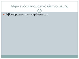 Αδρό ενδοπλασµατικό δίκτυο (ΑΕΔ)
12
● Ριβοσώµατα στην επιφάνειά του
 