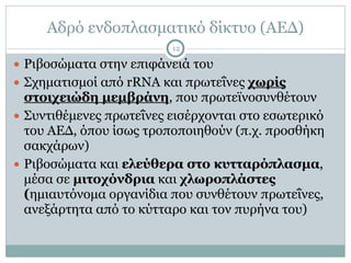Αδρό ενδοπλασµατικό δίκτυο (ΑΕΔ)
12
● Ριβοσώµατα στην επιφάνειά του
● Σχηµατισµοί από rRNA και πρωτεΐνες χωρίς
στοιχειώδη µεµβράνη, που πρωτεϊνοσυνθέτουν
● Συντιθέµενες πρωτεΐνες εισέρχονται στο εσωτερικό
του ΑΕΔ, όπου ίσως τροποποιηθούν (π.χ. προσθήκη
σακχάρων)
● Ριβοσώµατα και ελεύθερα στο κυτταρόπλασµα,
µέσα σε µιτοχόνδρια και χλωροπλάστες
(ηµιαυτόνοµα οργανίδια που συνθέτουν πρωτεΐνες,
ανεξάρτητα από το κύτταρο και τον πυρήνα του)
 