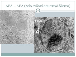 ΑΕΔ – ΛΕΔ (λείο ενδοπλασµατικό δίκτυο)
14
 