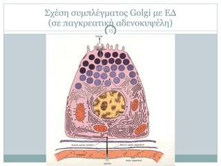 Σχέση συµπλέγµατος Golgi µε ΕΔ
(σε παγκρεατική αδενοκυψέλη)
15
 