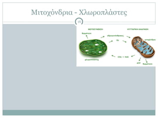 Μιτοχόνδρια - Χλωροπλάστες
16
 