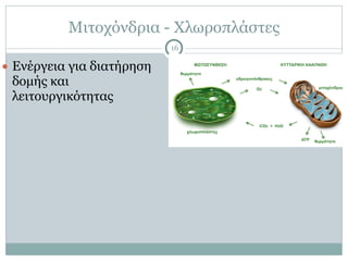 Μιτοχόνδρια - Χλωροπλάστες
16
● Ενέργεια για διατήρηση
δοµής και
λειτουργικότητας
 