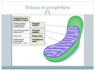 Ένζυµα σε µιτοχόνδρια
18
 