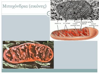 Μιτοχόνδρια (εικόνες)
19
 