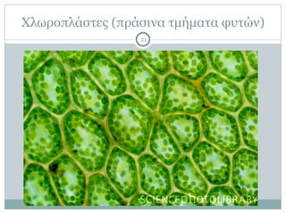 Χλωροπλάστες (πράσινα τµήµατα φυτών)
21
 