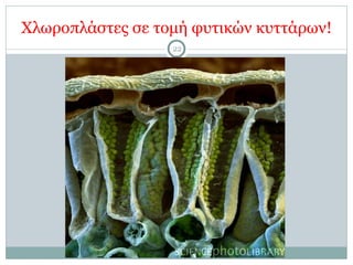 Χλωροπλάστες σε τοµή φυτικών κυττάρων!
22
 