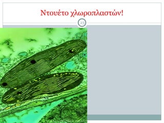 Ντουέτο χλωροπλαστών!
23
 