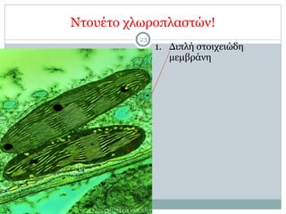 Ντουέτο χλωροπλαστών!
23
1. Διπλή στοιχειώδη
µεµβράνη
 