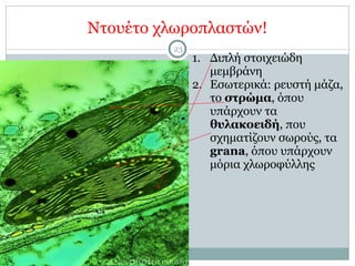 Ντουέτο χλωροπλαστών!
23
1. Διπλή στοιχειώδη
µεµβράνη
2. Εσωτερικά: ρευστή µάζα,
το στρώµα, όπου
υπάρχουν τα
θυλακοειδή, που
σχηµατίζουν σωρούς, τα
grana, όπου υπάρχουν
µόρια χλωροφύλλης
 