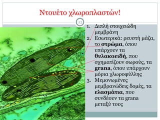 Ντουέτο χλωροπλαστών!
23
1. Διπλή στοιχειώδη
µεµβράνη
2. Εσωτερικά: ρευστή µάζα,
το στρώµα, όπου
υπάρχουν τα
θυλακοειδή, που
σχηµατίζουν σωρούς, τα
grana, όπου υπάρχουν
µόρια χλωροφύλλης
3. Μεµονωµένες
µεµβρανώδεις δοµές, τα
ελασµάτια, που
συνδέουν τα grana
µεταξύ τους
 