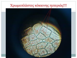 Χρωµοπλάστες κόκκινης πιπεριάς!!!
27
 