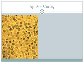 Αµυλοπλάστες
28
 
