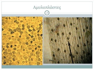 Αµυλοπλάστες
28
 