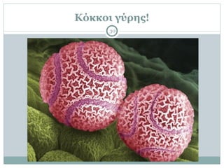 Κόκκοι γύρης!
30
 