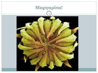 Μαργαρίτα!
31
 