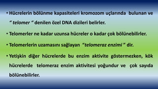 • Hücrelerin bölünme kapasiteleri kromozom uçlarında bulunan ve
“ telomer “ denilen özel DNA dizileri belirler.
• Telomerl...