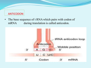 ANTICODON
• The base sequence of t RNAwhich pairs with codon of
mRNA during translation is called anticodon.
 