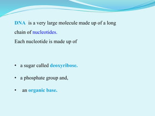 DNA is a very large molecule made up of a long
chain of nucleotides.
Each nucleotide is made up of
• a sugar called deoxyribose.
• a phosphate group and,
• an organic base.
 