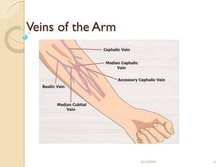 Veins of the Arm
Dr.SAMIR 4
 
